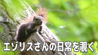 【エゾリスさんの日常を覗く】 Vol.32　#エゾリス #北海道 #野生動物 #癒し