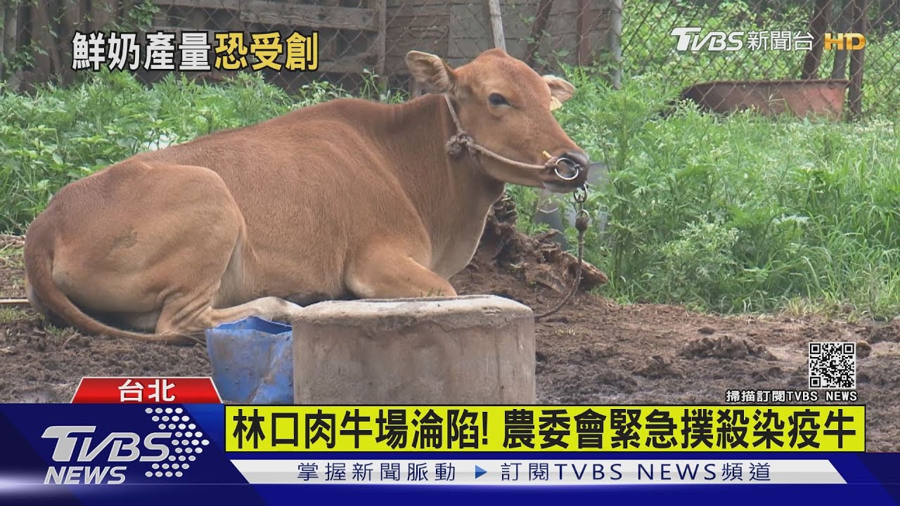 病牛風暴！林口8牛染疫　本島首現「牛結節疹」