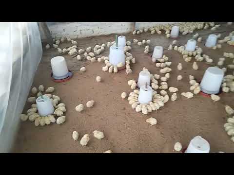 2000 chiks ka sardiyo ke mosam ka management 🐥🐤🐤🐤🐤🐣🐣🐤🐣🐣🐣🐣🐤🐤🐥 kese kare