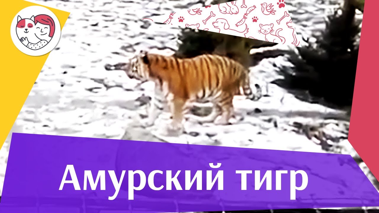 Амурский тигр Ареал обитания на ilikepet