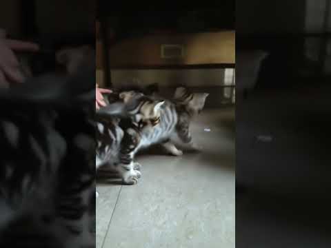 so many kitten 😻🐾 //Anvi and Ditvi