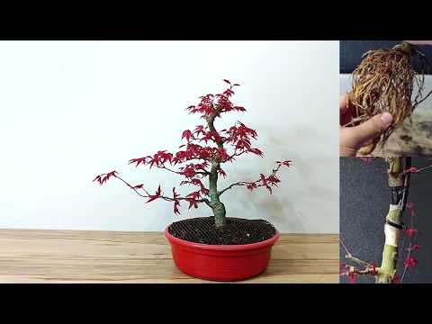 HOW DO I DO IT? From Air Layering to Pre-Bonsai - Japanese Maple.