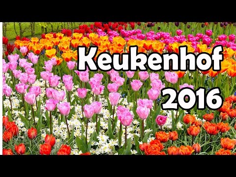 Keukenhof 2016