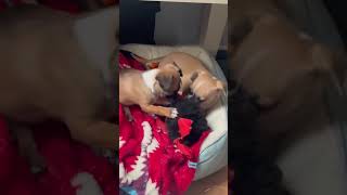 Video preview image #1 Chug Puppy For Sale in Corona, CA, USA