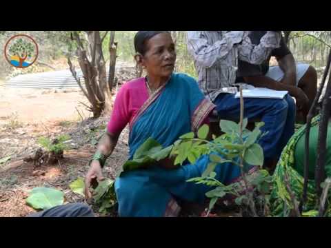 download lagu mp3 mp4 Narsanna Koppula Permaculture, download lagu Narsanna Koppula Permaculture gratis, unduh video klip Download Narsanna Koppula Permaculture Mp3 dan Mp4 Music Online Gratis