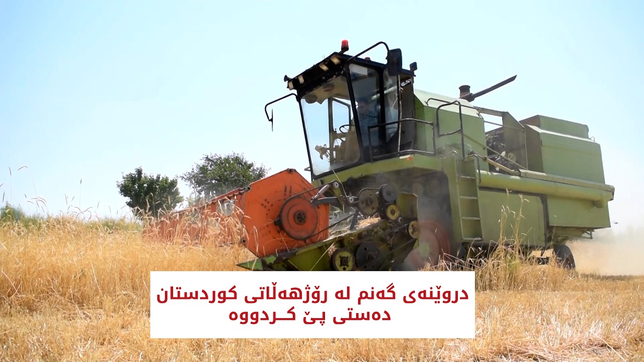 ڤیدیۆ | دروێنەی گەنم لە رۆژهەڵاتی کوردستان دەستی پێ کردووە