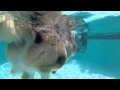 Underwater View Of Yoda The Corgi Having A Swim