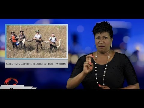 Scientists capture record 17-foot python! (ASL - 4.8.19)
