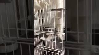 かわいい