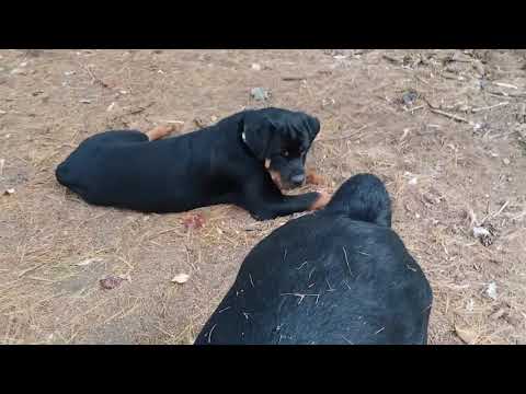 Rastas Rotties 012,  Rottweiler dogs playing.