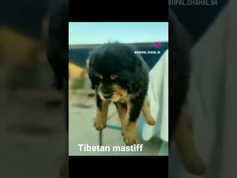 Tibetan mastiff puppy ❤