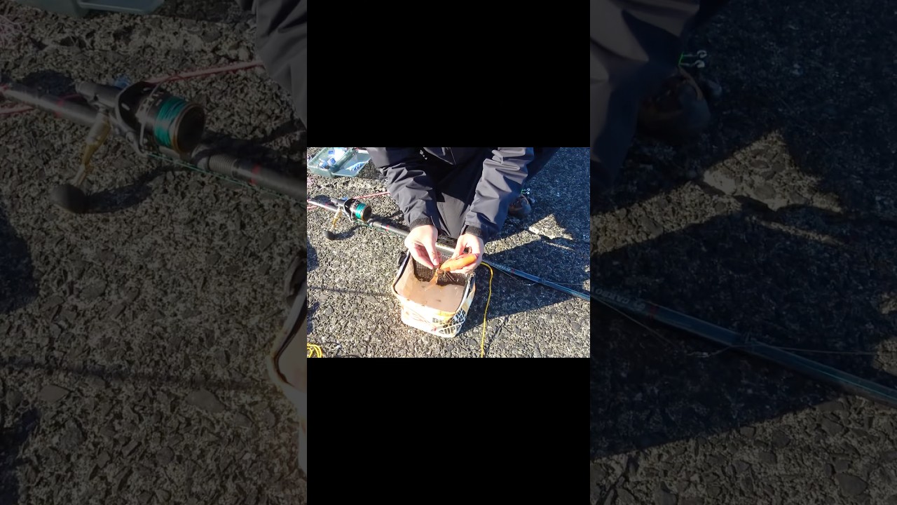 オジサンが釣れたので#釣り#fishing#屋久島