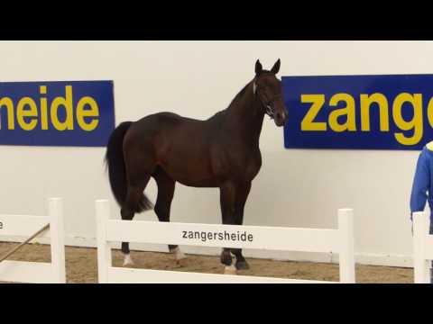 Spartacus Second Life Z approved Sire at Zangersheide " Stakkato x Cassini I "