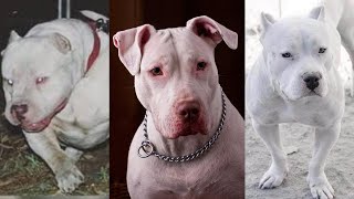 Pure Beauty - Meet The Rarest Pit Bull Type, White American Pitbull Terrier -Big White Pitbull