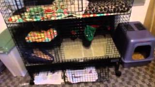 Ferret owning tips: Setting up your ferret's room, litter, keeping the cage clean