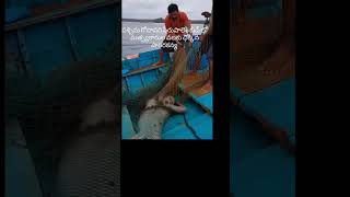 Download lagu peru palem beach lo dhorikina sagara kanya😎😅#youtube##trending##viral##new shorts##subscribe# mp3