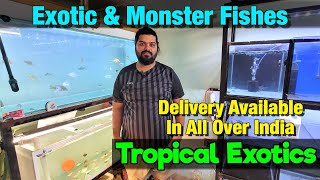 New Fish Stock at Tropical Exotics I Delivery Available All Over India