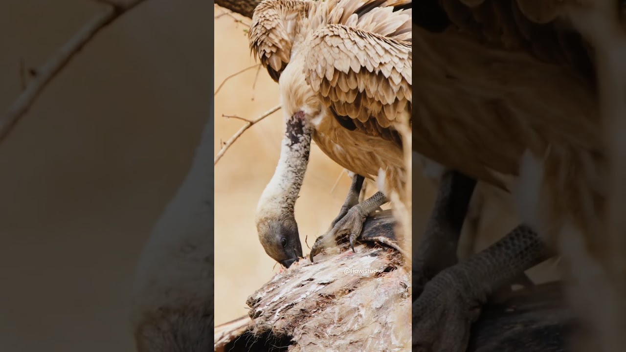 Hooded vulture foraging mechanics and feeding behavior