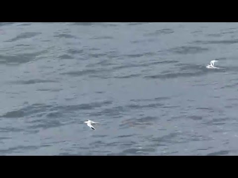 White-tailed Tropicbirds