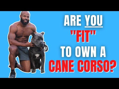 Are You Fit To Own A Cane Corso?