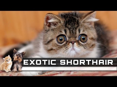 🐈 EXOTIC SHORTHAIR Cat Breed - Overview, Facts, Traits and Price
