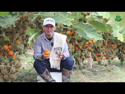 Lulo cultivation - In Huila, Colombia