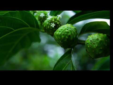 14 benefits of drinking noni juice everyday