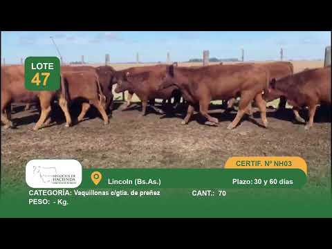 Lote Vq CGP - Lincoln Bs As