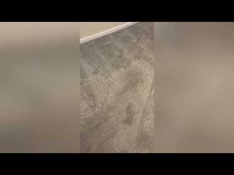Carpet Cleaning