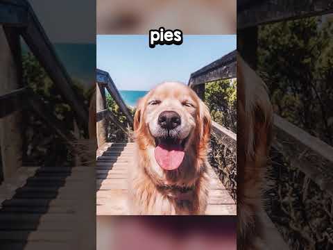 Jak Zwierzęta Widzą Świat! 3