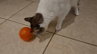 Poli Bear and the ball