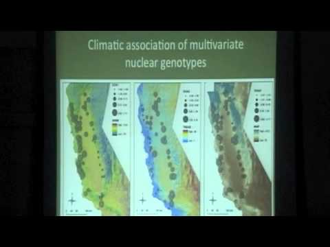 Landscape Genomics of Adaptive Variation in a California Keystone Tree Species, Quercus lobata