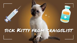 Adopting A Kitten From Craigslist! Meet Benji!