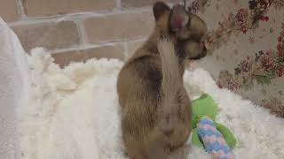 チワワ(ロング)の動画01