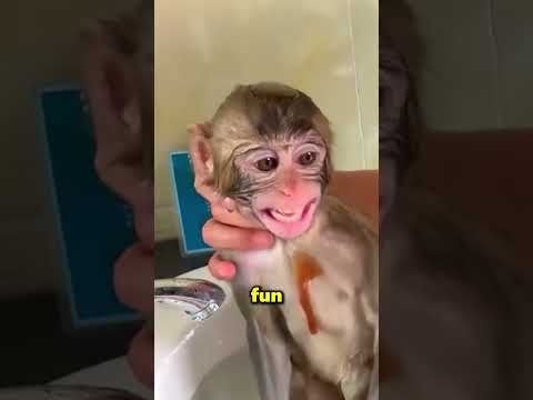 This Little Monkey Took His First Bath 😲