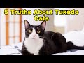 5 Hidden Facts Only Tuxedo Cat Owners Understand You Ll Recognize No 3 Immediately