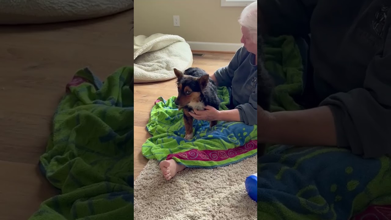 Enlarge Bo, a ADOPTABLE mixed breed in Wilkesboro, NC video 3/6