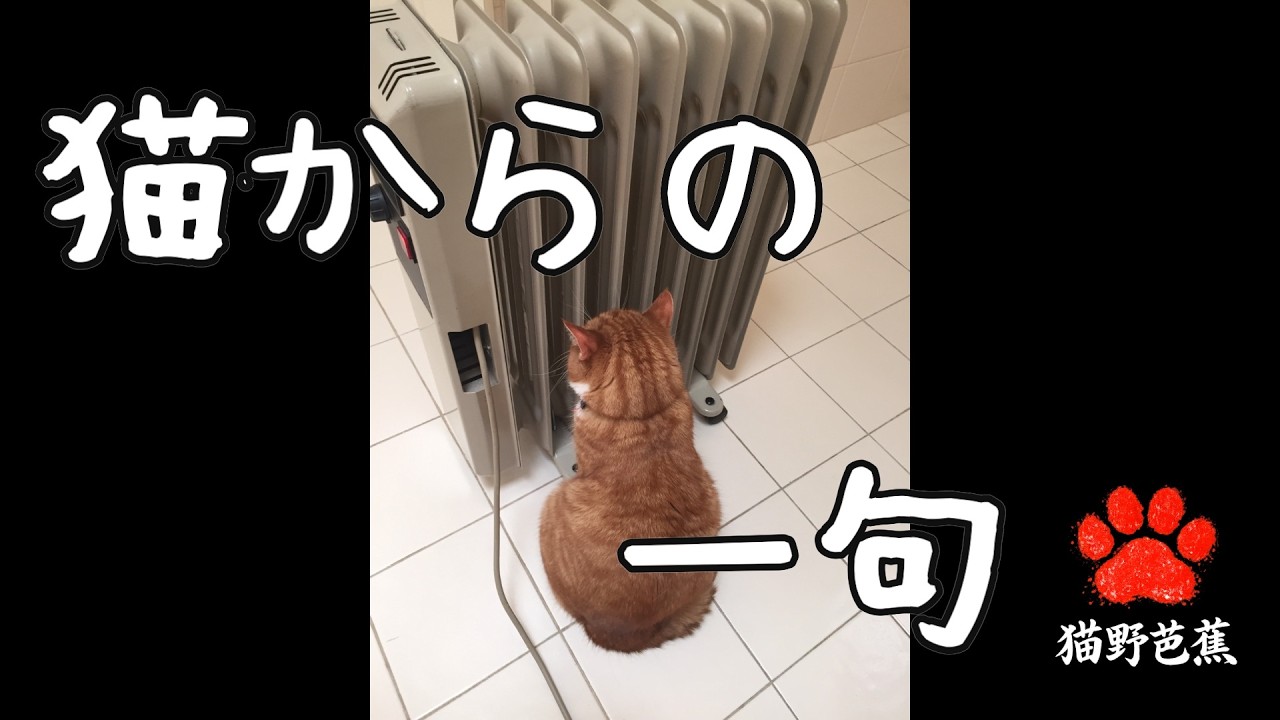 猫からの一句　＃１６【ゴロ様】＃猫野芭蕉