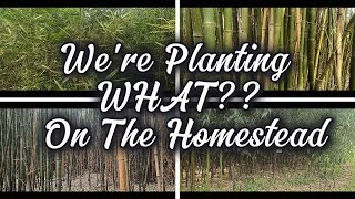 We're Planting WHAT?? On The Homestead