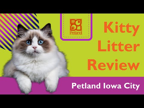 Let’s Talk Cat Litter