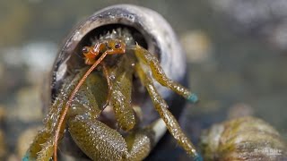 North Pacific Hermit Crab