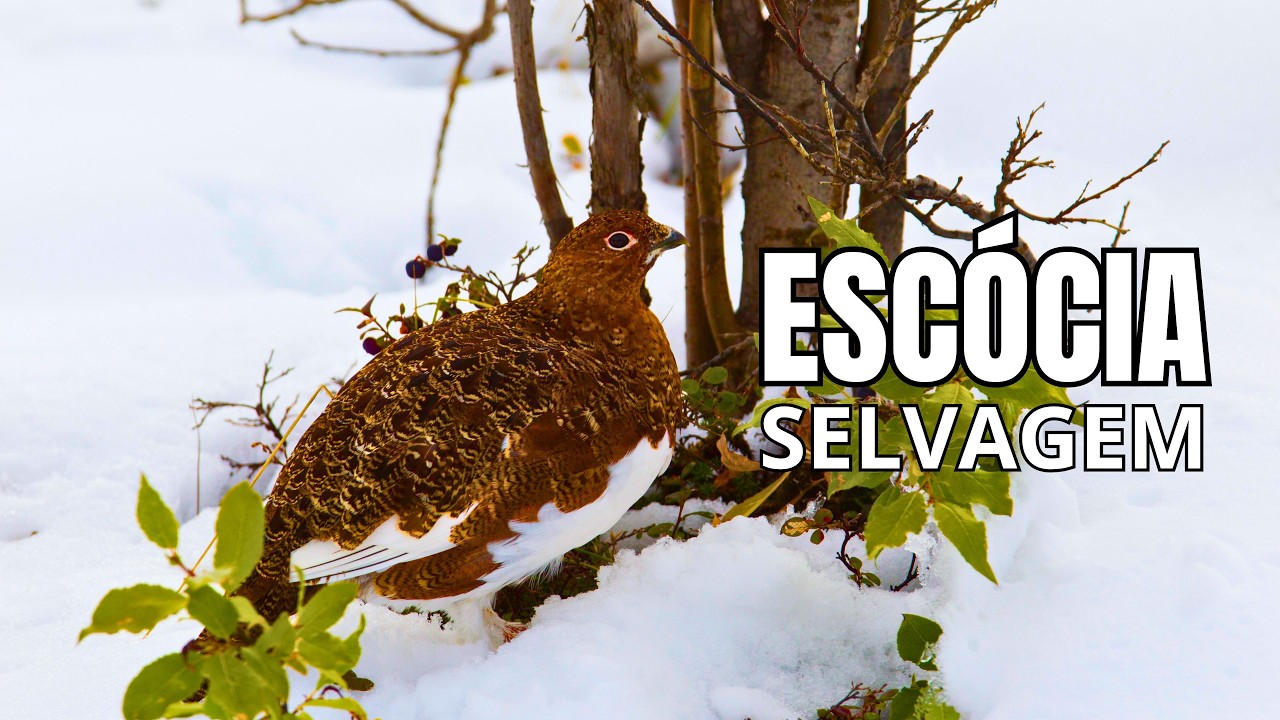 WILD SCOTLAND | Mysteries of Wildlife in Rugged Landscapes - Documentary