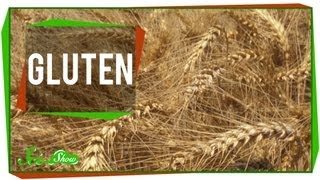 Gluten