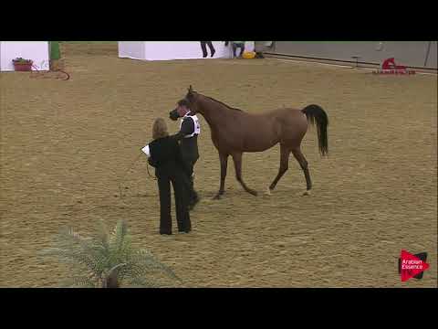 N.120 RAWAN AL JASSIMYA - 2019 Al Shaqab Arabian Horse Show Festival - (Class 5A)