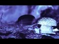 BEEN OBSCENE - ENDLESS SCHEME [official ...