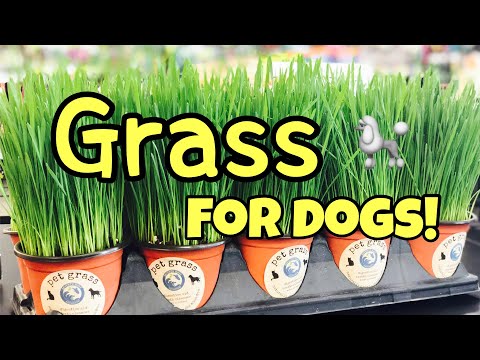 Grass Your Dog Will Eat And It’s Nutritious?!?🤓👍🐩🥦