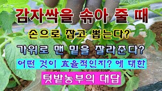 [텃밭농부 1,849]  감자싹을 솎을 때 손으로 뜯어 주는 것이 좋은가? 가위로 자르는 것이 좋은가? #감…