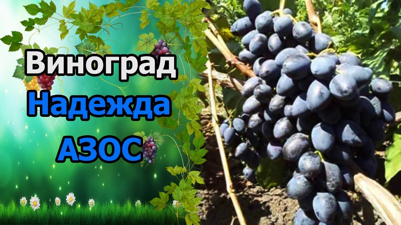 ????Сорт винограда Надежда азос. #СтоловыеСортаВинограда.