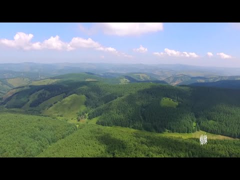 Caminhada aérea pela vegetação exuberante da Silvicultura Zhuanbaoying, província de Hebei