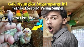 Download lagu Ternak Lovebird Anti Ribet‼️Ternak Lovebird khusus Pemula Cepat Panen mp3